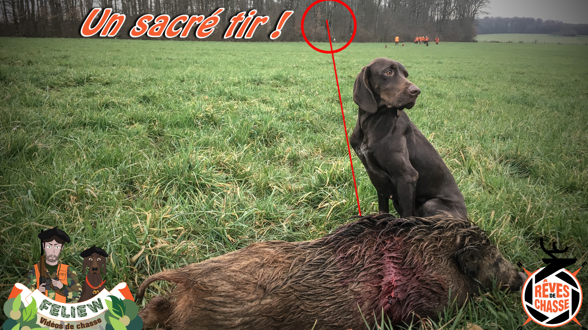 Sacré Tir De Sanglier, Chasse En Battue Dans Les Vosges, Sniper Shot ...