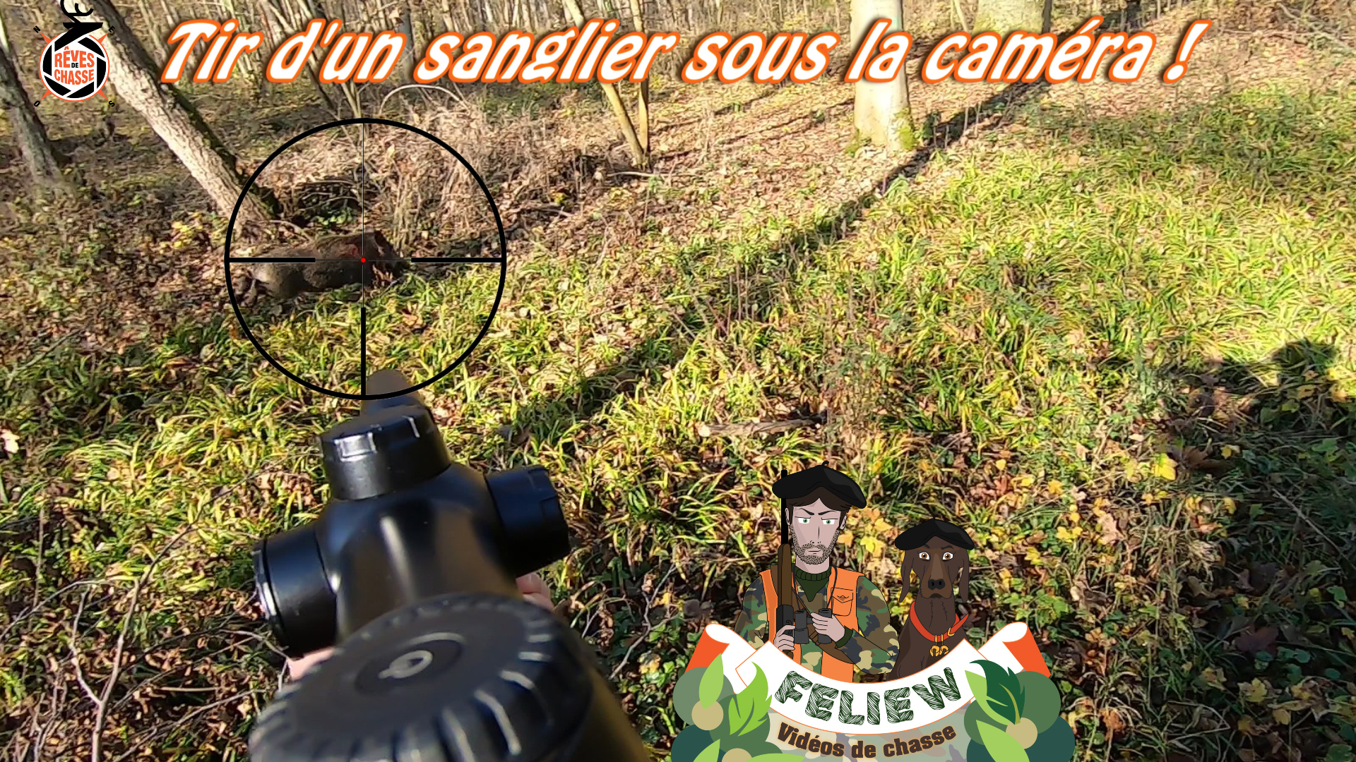 Chasse en battues en Alsace : 3 sangliers (dont un tiré ...