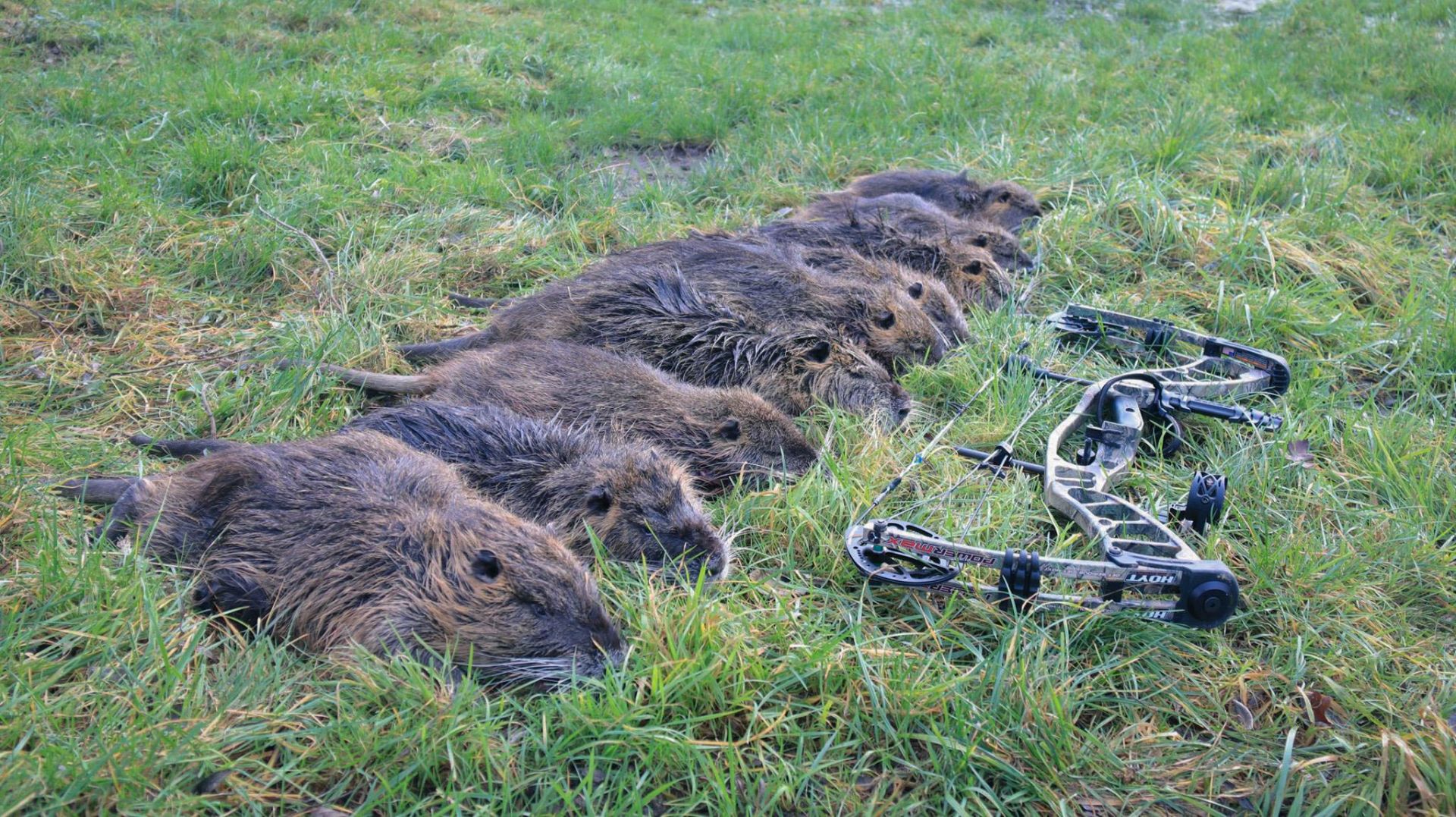 Tableau finale d une superbe matin e de chasse l arc au ragondin