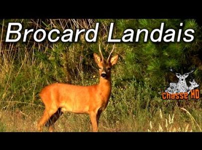 Chasse du Brocard à l'approche - Roe Buck Hunting - Landes France - Chasse HD