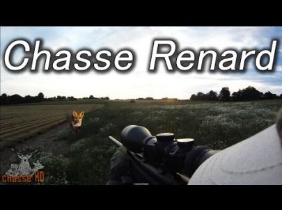 Chasse du renard à l'approche - Été 2015 -Chasse HD