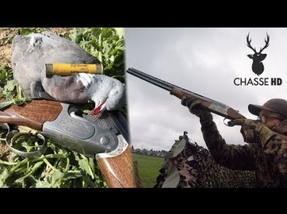 Ouverture 2017 - Chasse du pigeon aux formes - Chasse HD