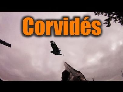 Chasse régulation des corvidés - Compilation tir - Chasse HD
