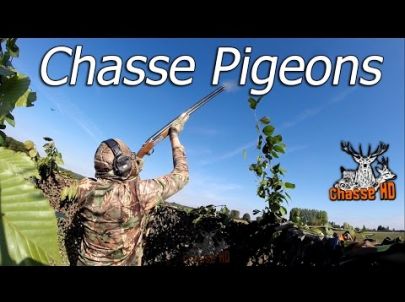 Ouverture de la chasse exceptionnelle aux Pigeons - Multi-Caméras - Chasse HD