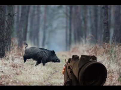 Chasse - Grande battue de sangliers - GoPro - Chasse HD